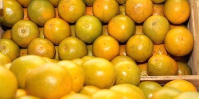 Citros/Cepea: Preços da laranja pera de mesa se recuperam no fim da safra em São Paulo