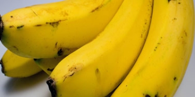 Banana/Cepea: Oferta restrita e melhora da qualidade sustentam alta da prata no Vale do São Francisco