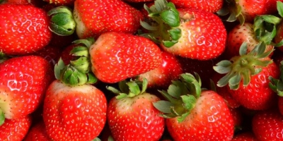 Clima favorece e impulsiona produção de morango no RS