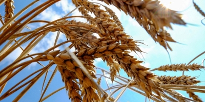 Trigo/Cepea: Condições climáticas favorecem semeadura no Brasil