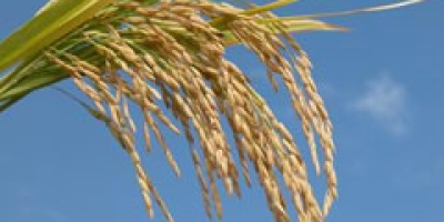 Arroz/Cepea: Margens negativas e cenário incerto devem reduzir oferta em 2026