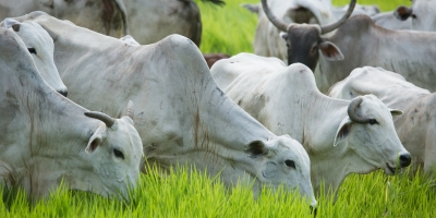 Agrobrazil: Fechamento da semana apresenta um cenário de estabilidade predominante nos preços médios