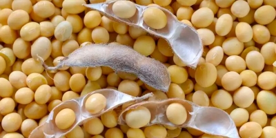 Produção de soja 25/26 do Brasil vai superar 182 mi t, estima Agroconsult