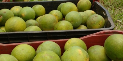 Citros/Cepea: Mercado de laranja permanece pressionado; clima favorece a florada