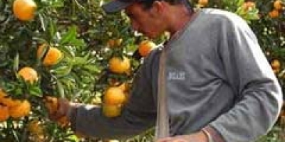 Citricultura encerra safra 2025/2026 com crescimento de 4,2% na geração de empregos