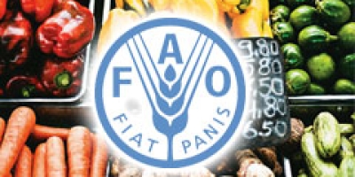 Preços mundiais dos alimentos recuam pelo segundo mês consecutivo em junho, diz FAO