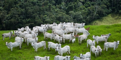 Agrobrazil: Terça-feira é marcada por ajustes nos preços médios