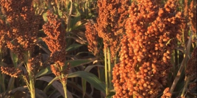 Sorgo ganha espaço no Tocantins, mas seca reduz produtividade da safra