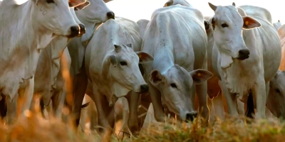 Boi/Cepea: Carnes bovina e suína recuam em julho; frango registra alta