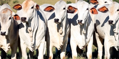 Agrobrazil: Mercado nesta quarta-feira apresenta um movimento de recuperação nos preços médios