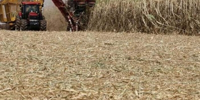 Moagem de cana recua quase 13% na segunda quinzena de maio e produção de açúcar despenca 24,8% no Centro-Sul