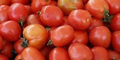 Tomate/Cepea: Produtividade no Sul de Minas melhora no decorrer da safra