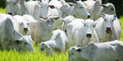 Agrobrazil: Cenário desta terça-feira é de firmeza e otimismo para o produtor