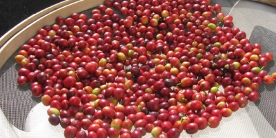Safra de café do Brasil 2026/27 chega a 52%, contra 60% no ano passado, aponta Safras & Mercado