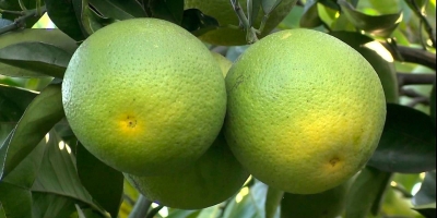 Safra de laranja 25/26 de polo citrícola do Brasil termina com alta de 26,9%, diz Fundecitrus