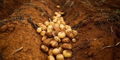 Batata/Cepea: Com tempo mais firme, preços recuam