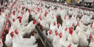 Exportações de carne de frango crescem 24,8% em agosto e chegam a 492,6 mil toneladas