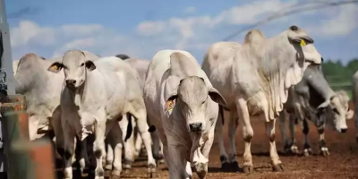 Agrobrazil: Indústrias operam com escalas mais curtas em comparação ao fechamento da última semana