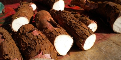 Mandioca/Cepea: Menor oferta limita processamento e sustenta preços