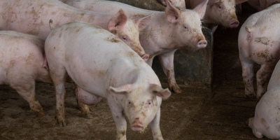 Suínos/Cepea: Cotação do vivo integrado supera valor no mercado independente