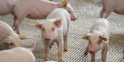 Suínos/Cepea: Mercado enfrenta período desfavorável, como em 2022
