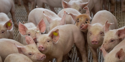Suínos/Cepea: Preços estão estáveis neste começo de ano; exportação fecha 2025 com novo recorde