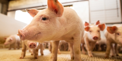 Suíno/Cepea: Poder de compra do suinocultor paulista recua