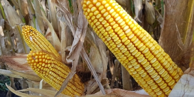Futuros do milho recuam em Chicago após números do USDA e baixa do petróleo