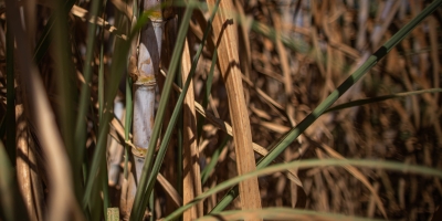 Índia estuda restringir uso da cana para a produção de etanol