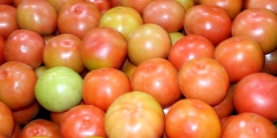 Tomate/Cepea: Preço recua diante aumento da produtividade, calor e intensificação da safra