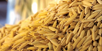 Arroz/Cepea: Abril registra maior média desde set/25, mas liquidez segue limitada