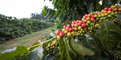 Café/Cepea: Preocupações com clima e qualidade elevam volatilidade do arábica