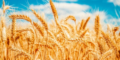 Estudo avalia resistência de cultivares de trigo à brusone