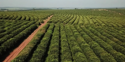 Café abre em alta com mercado acompanhando colheita e qualidade da safra brasileira