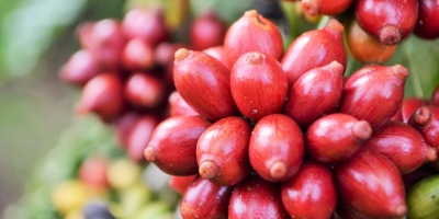 Colheita de café canéfora sustenta ritmo dos trabalhos nos cafezais do país, aponta Safras