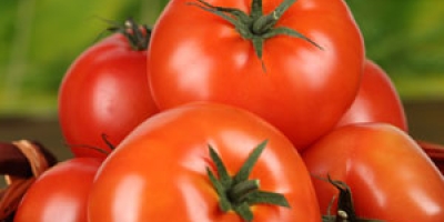 Tomate/Cepea: Pela terceira semana seguida, tomate se desvaloriza