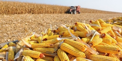 Mato Grosso acelera colheita do milho, mas alta dos custos em 14% exige cautela na próxima safra