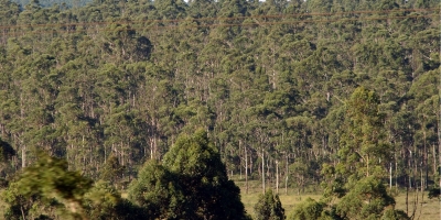 Setor de eucalipto enfrenta incerteza com suspensão de pacto contra uso de lenha nativa em usinas de etanol de MT