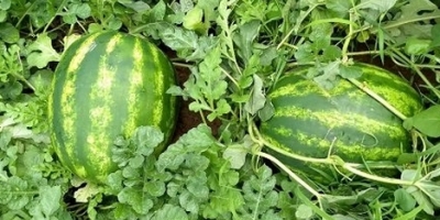 Melancia/Cepea: Custos sobem, mas produtividade elevada e bons preços garantem margens no TO