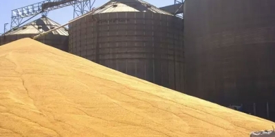 USDA traz estoques trimestrais de milho dos EUA bem abaixo das expectativas