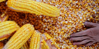 França prevê queda de 35% na safra de milho devido a intempéries