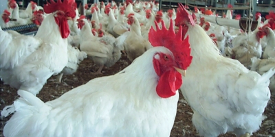 Influenza aviária: confirmado caso positivo em aves comerciais em Buenos Aires