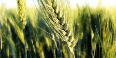 Produção de trigo 26/27 do Brasil deve cair 14,5% com redução de área, estima Safras