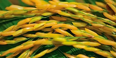 Arroz/Cepea: Preços seguem em queda; produção global pode recuar e consumo tende a crescer