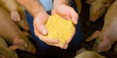 Criadores terão acesso a novos produtos para ração animal pelo Programa de Venda em Balcão