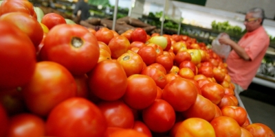 Tomate/Cepea: Produtividade é crescente na Chapada Diamantina