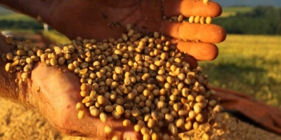 USDA: Vendas semanais de soja 26/27 superam 1,7 mi de t