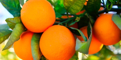 Citros/Cepea: Preço da laranja fica abaixo do registrado em abril de 2025