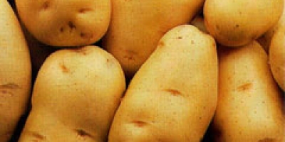 Batata/Cepea: Preço cai com a colheita mais intensa