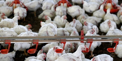 Bem-estar animal redefine os rumos da avicultura brasileira e ganha peso na disputa pelos mercados globais